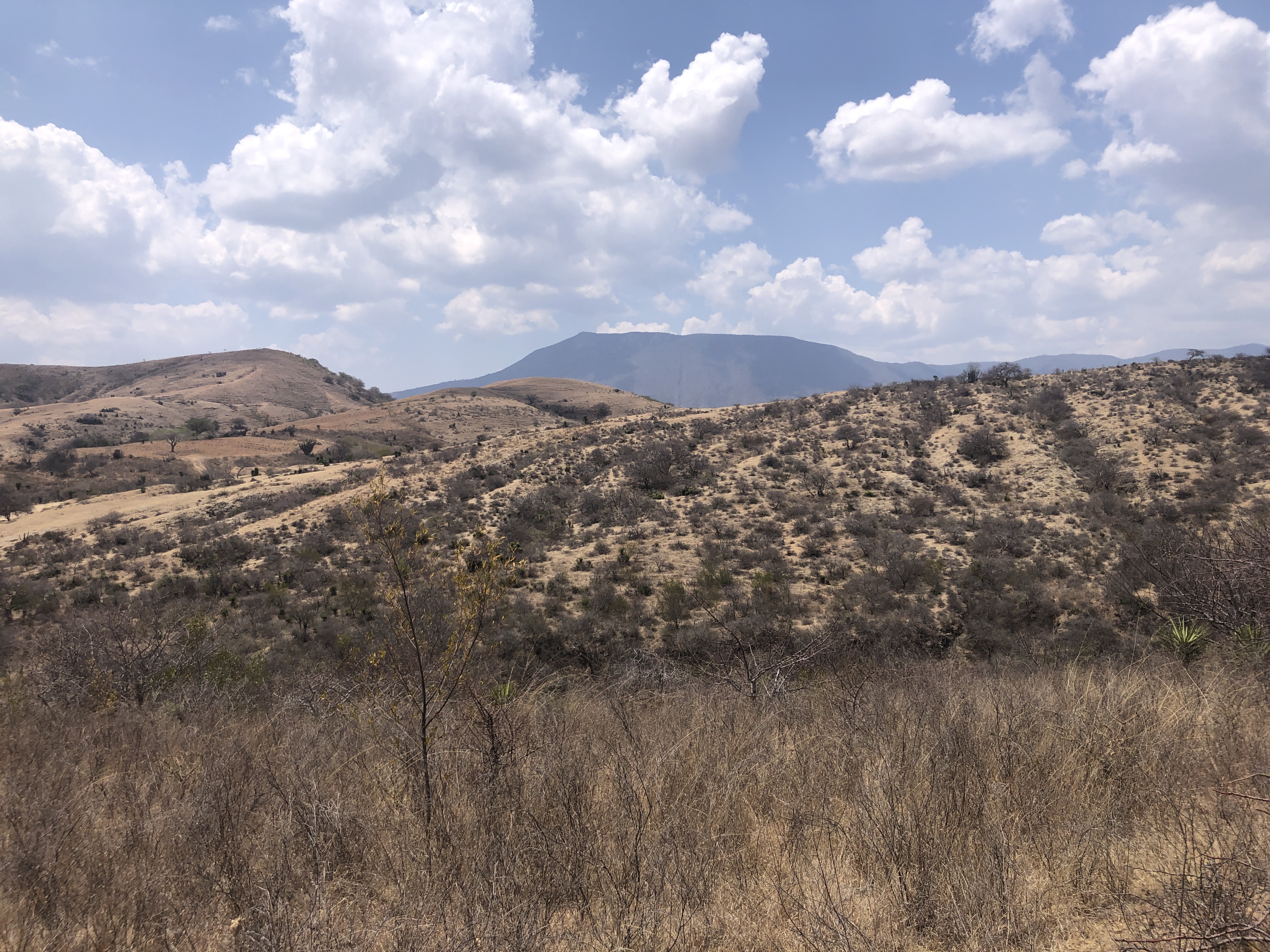 Oasis of mezcal: reforestation, water harvesting and agave cultivation in Oaxaca´s Valles Centrales