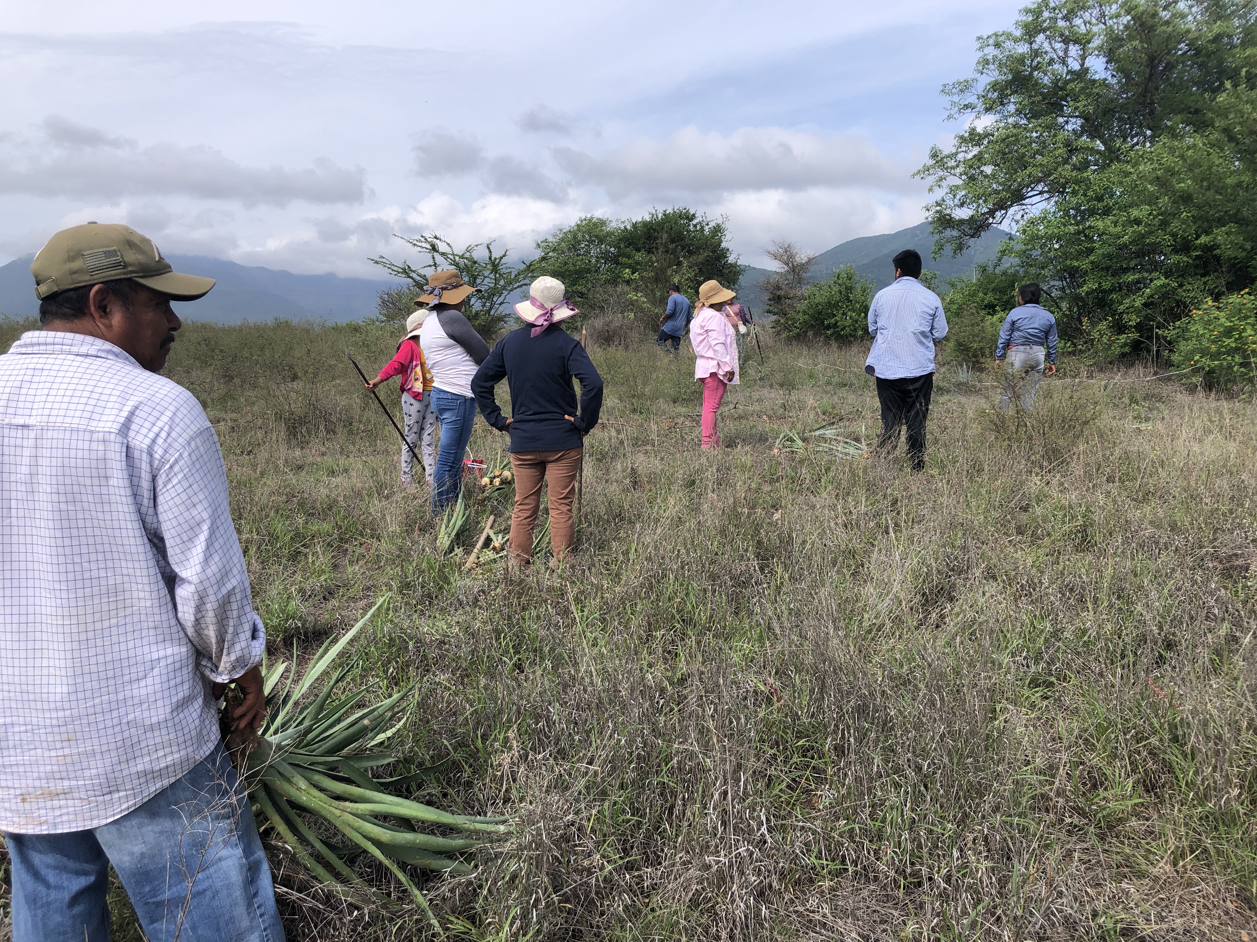 Oásis de mezcal: reforestación, captación de agua y cultivo de agave en los Valles Centrales de Oaxaca