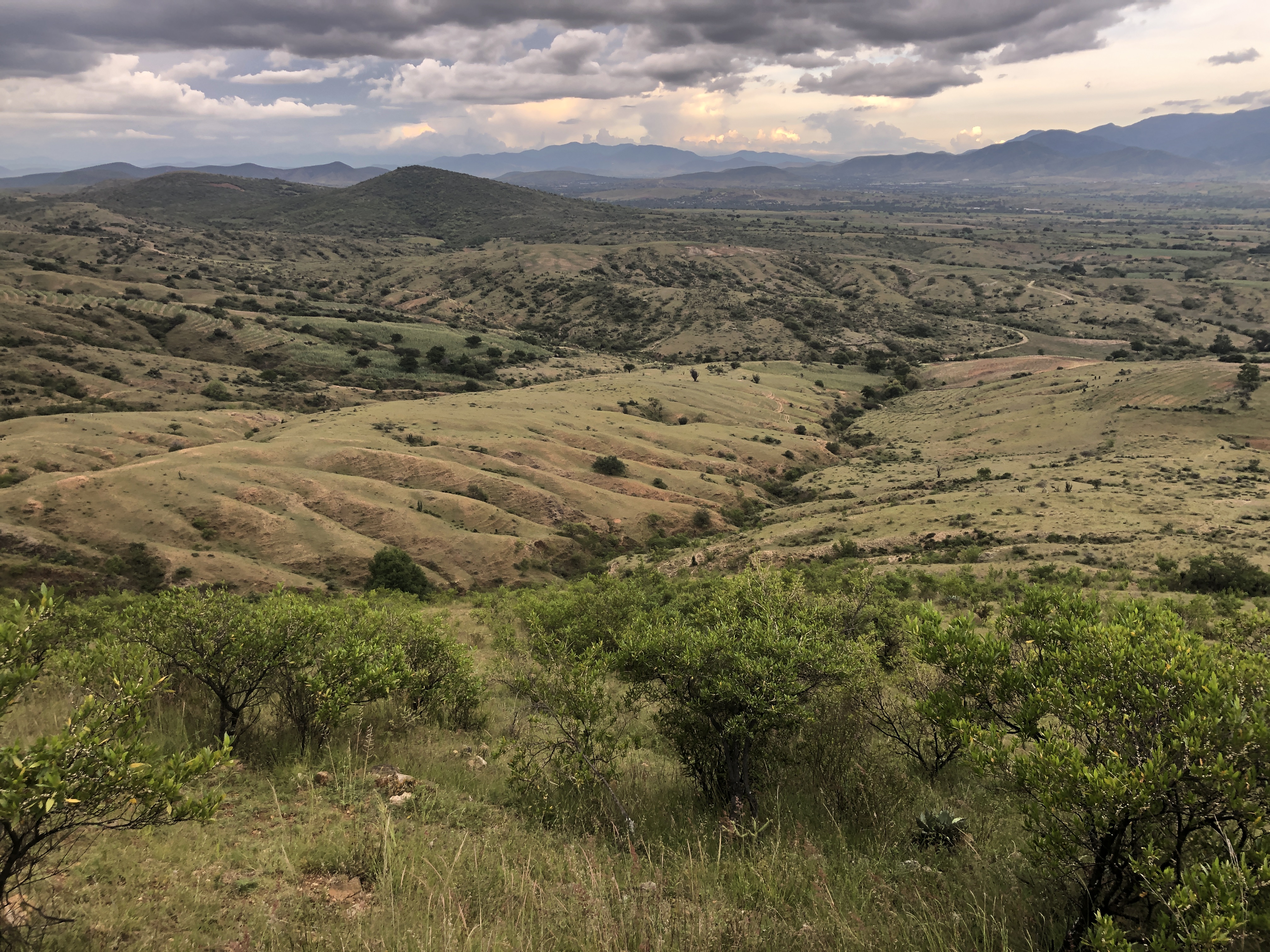 Oasis of mezcal: reforestation, water harvesting and agave cultivation in Oaxaca´s Valles Centrales