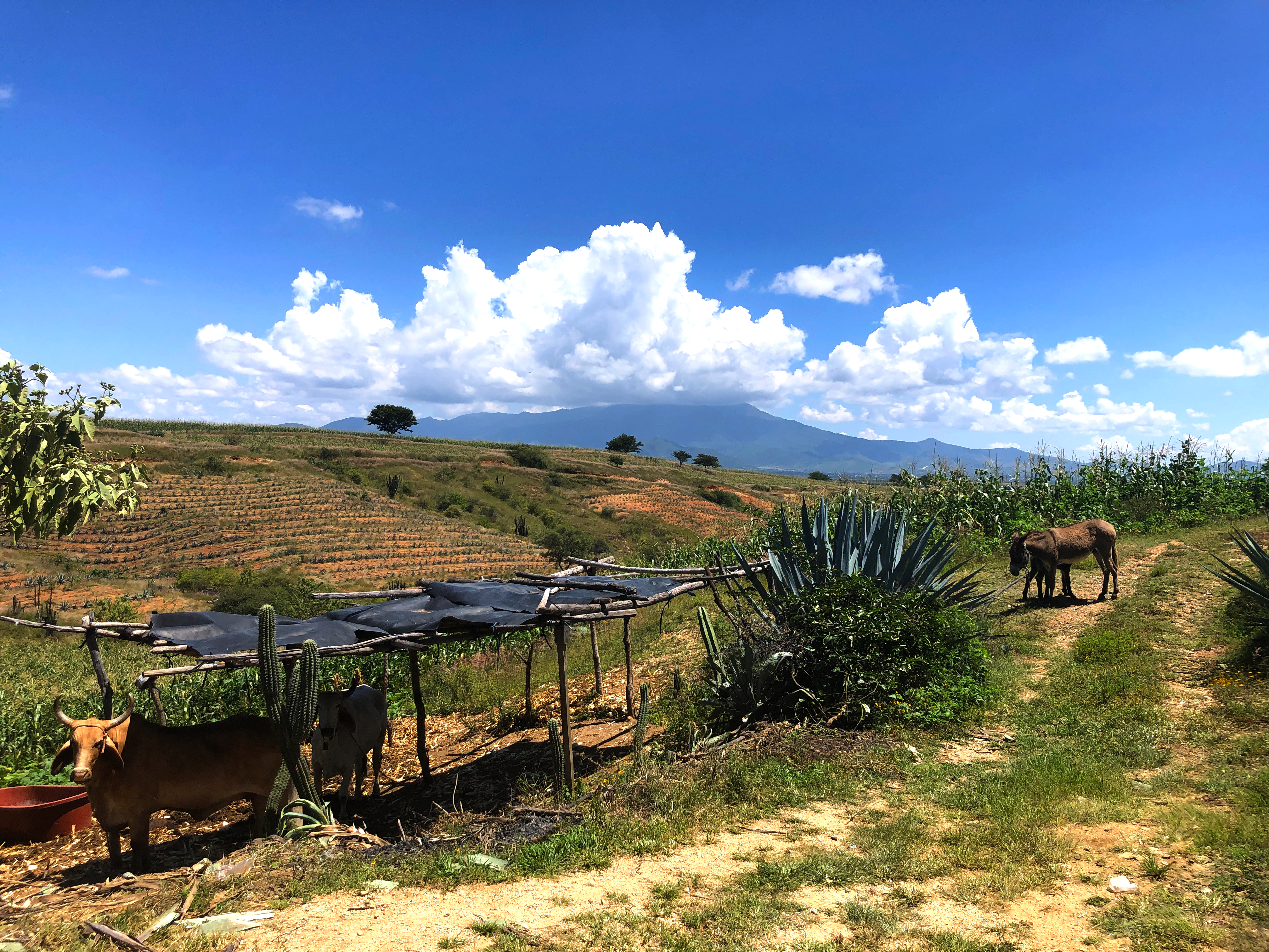 Oasis of mezcal: reforestation, water harvesting and agave cultivation in Oaxaca´s Valles Centrales