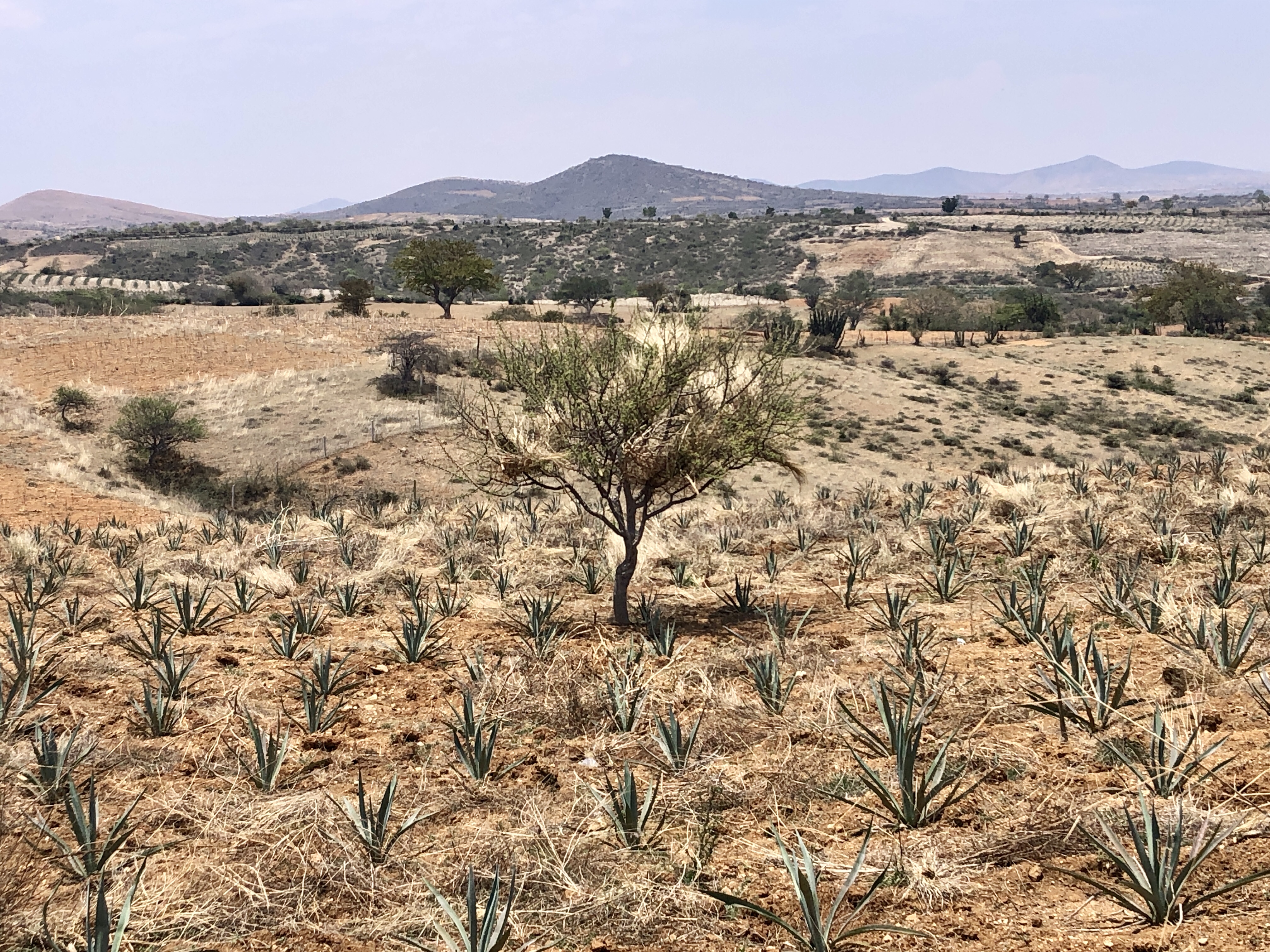 Cosecha de agua y reforestación en Agua del Espino, Oaxaca México