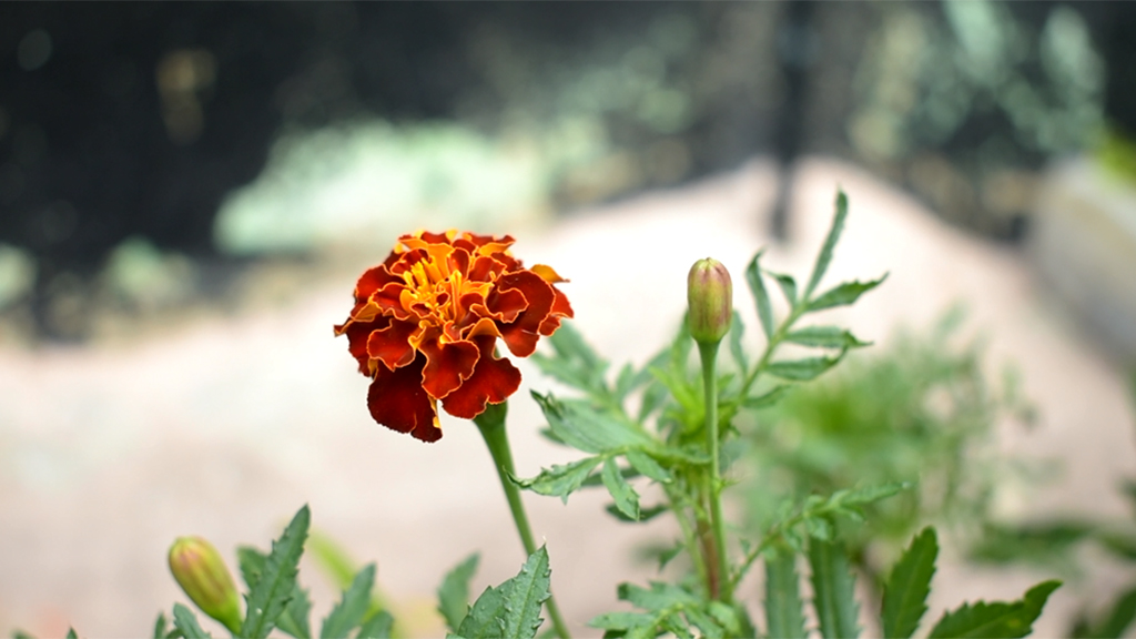 IPC | Sixth Gathering - La Palomera’s Green: Connecting gardens, orchards, nurseries and other experiences of urban vegetation