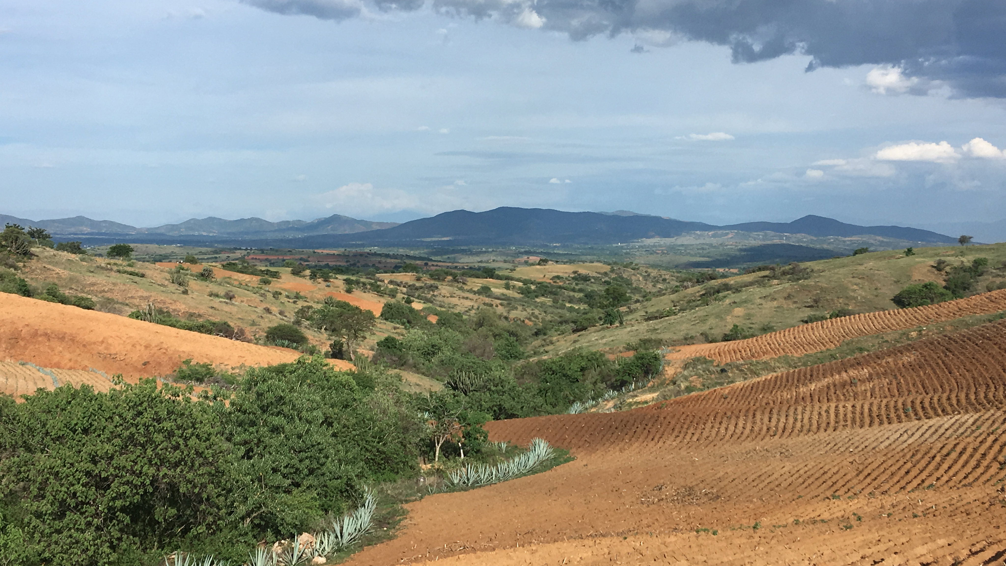 Cosecha de agua y reforestación en Agua del Espino, Oaxaca México