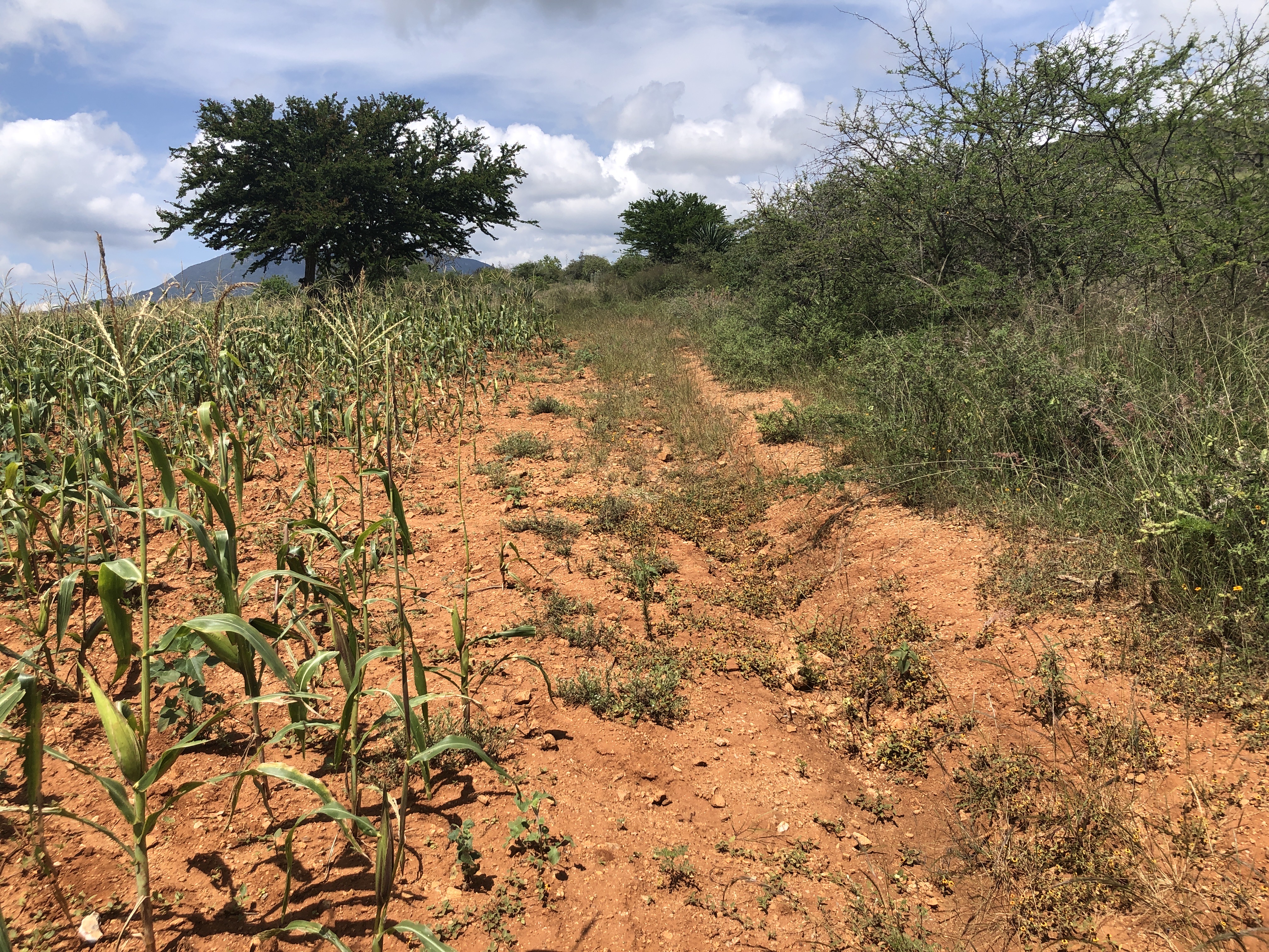 Oasis of mezcal: reforestation, water harvesting and agave cultivation in Oaxaca´s Valles Centrales