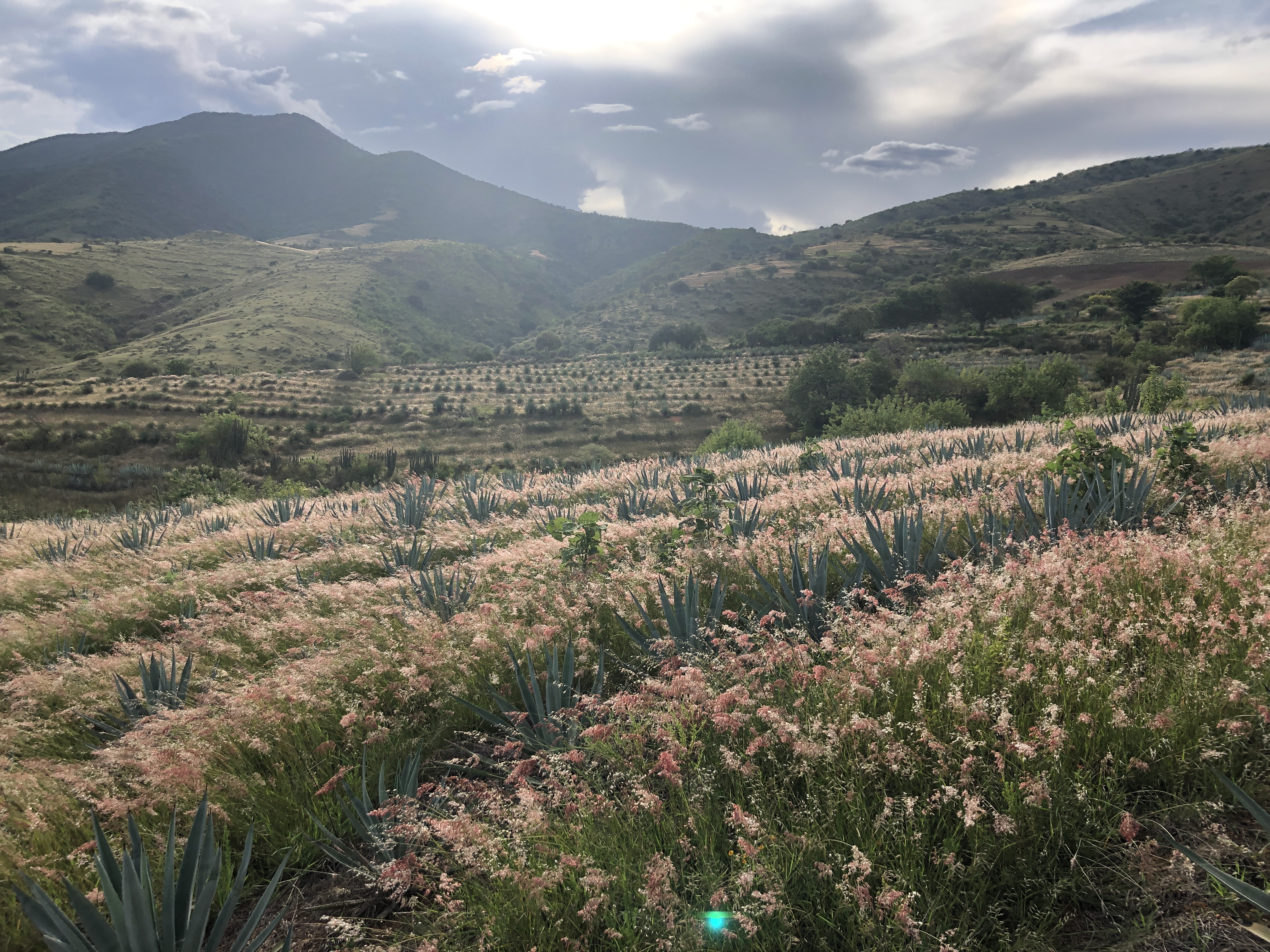 Oásis de mezcal: reforestación, captación de agua y cultivo de agave en los Valles Centrales de Oaxaca