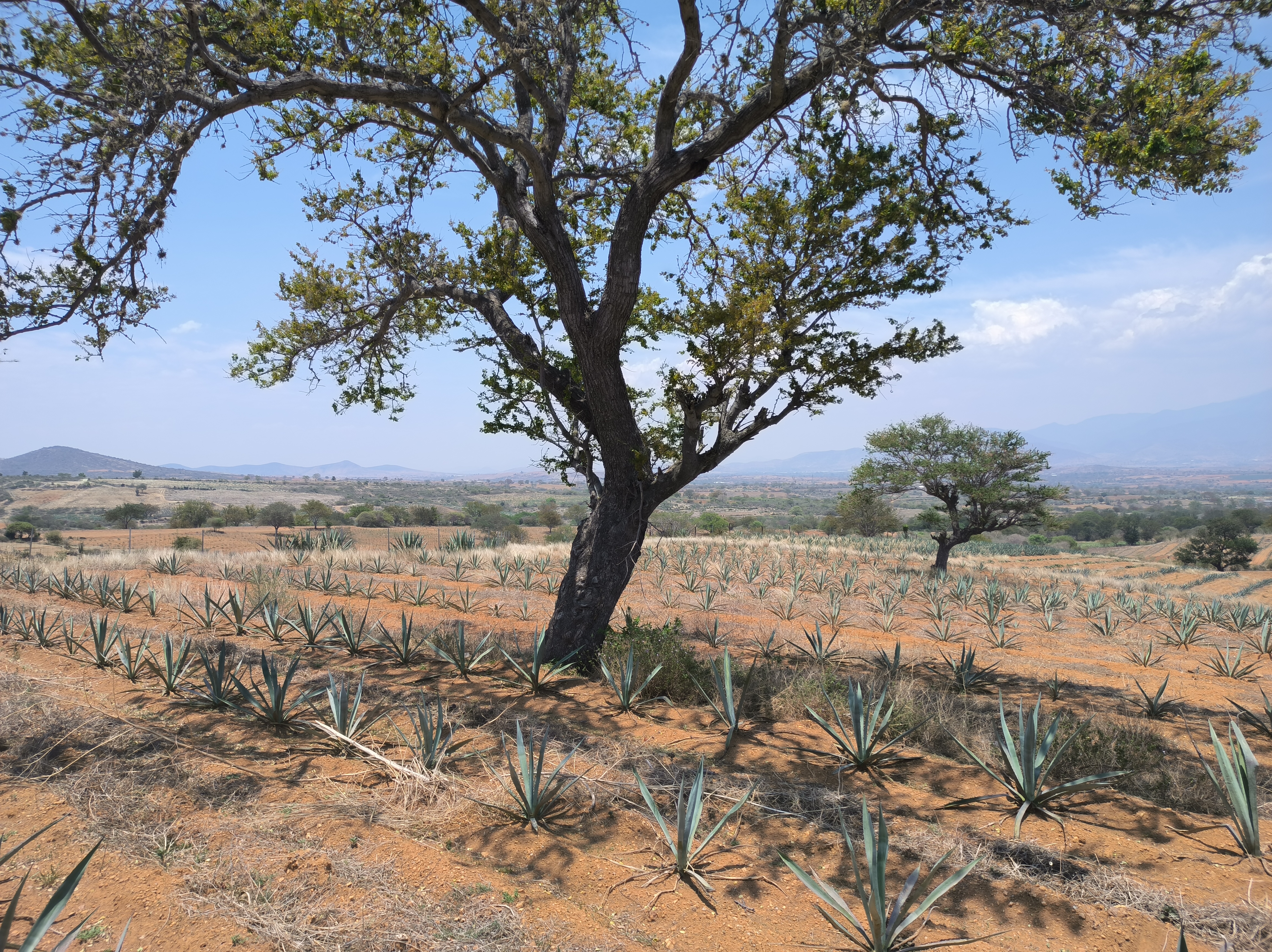 Agave plantation is mixed with trees, avoiding monocultures