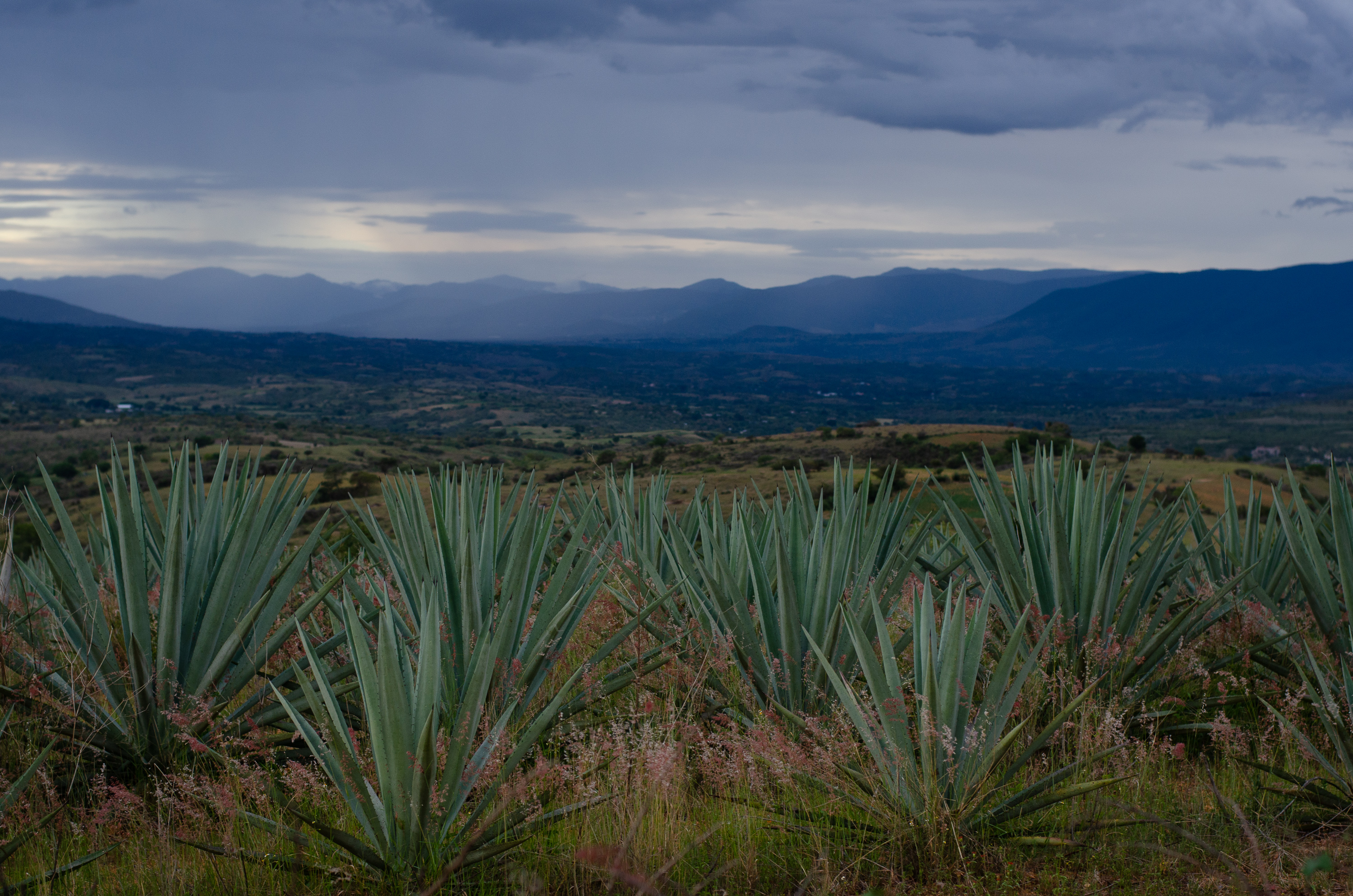 Oásis de mezcal: reforestación, captación de agua y cultivo de agave en los Valles Centrales de Oaxaca