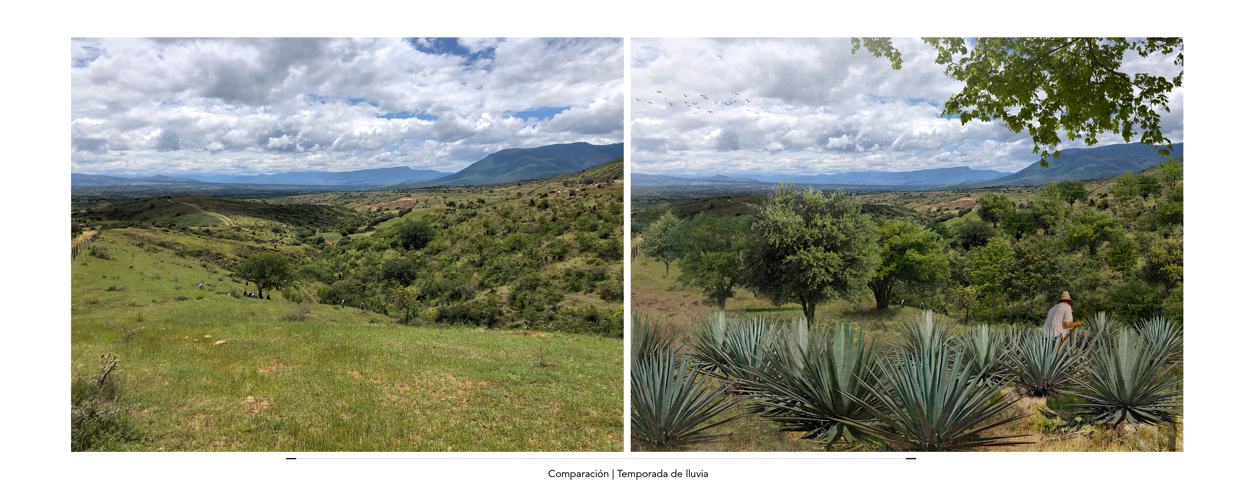 Cosecha de agua y reforestación en Agua del Espino, Oaxaca México