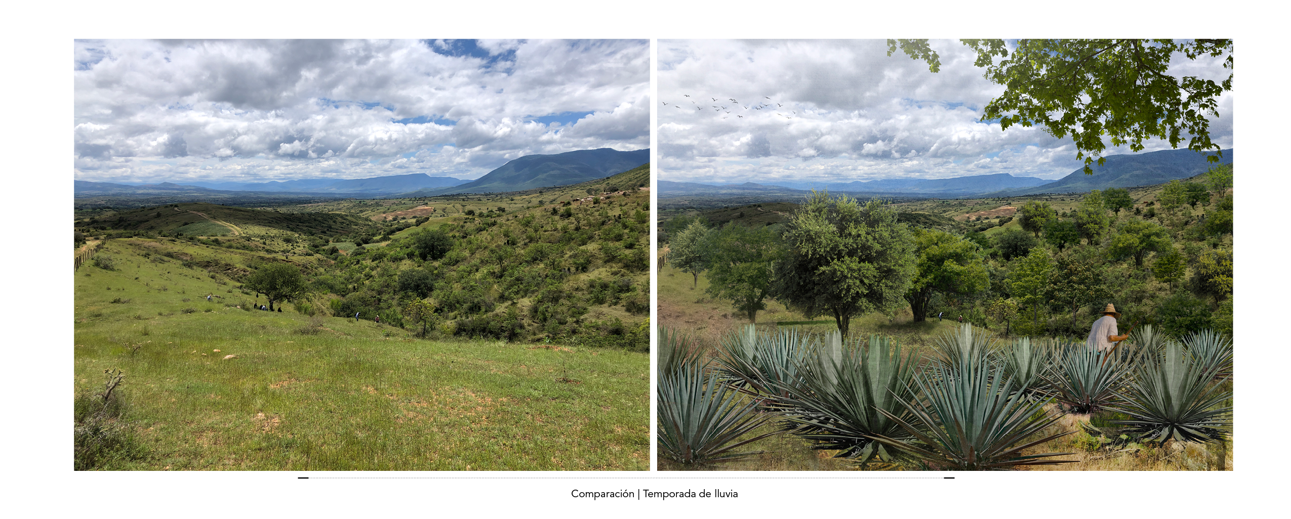 Water harvesting and reforestation in Oaxaca