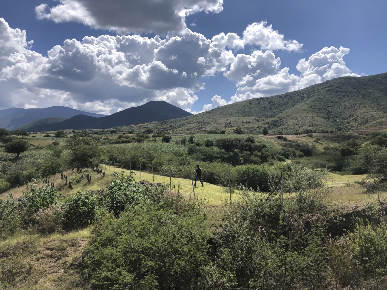 Cosecha de agua y reforestación en Agua del Espino, Oaxaca México