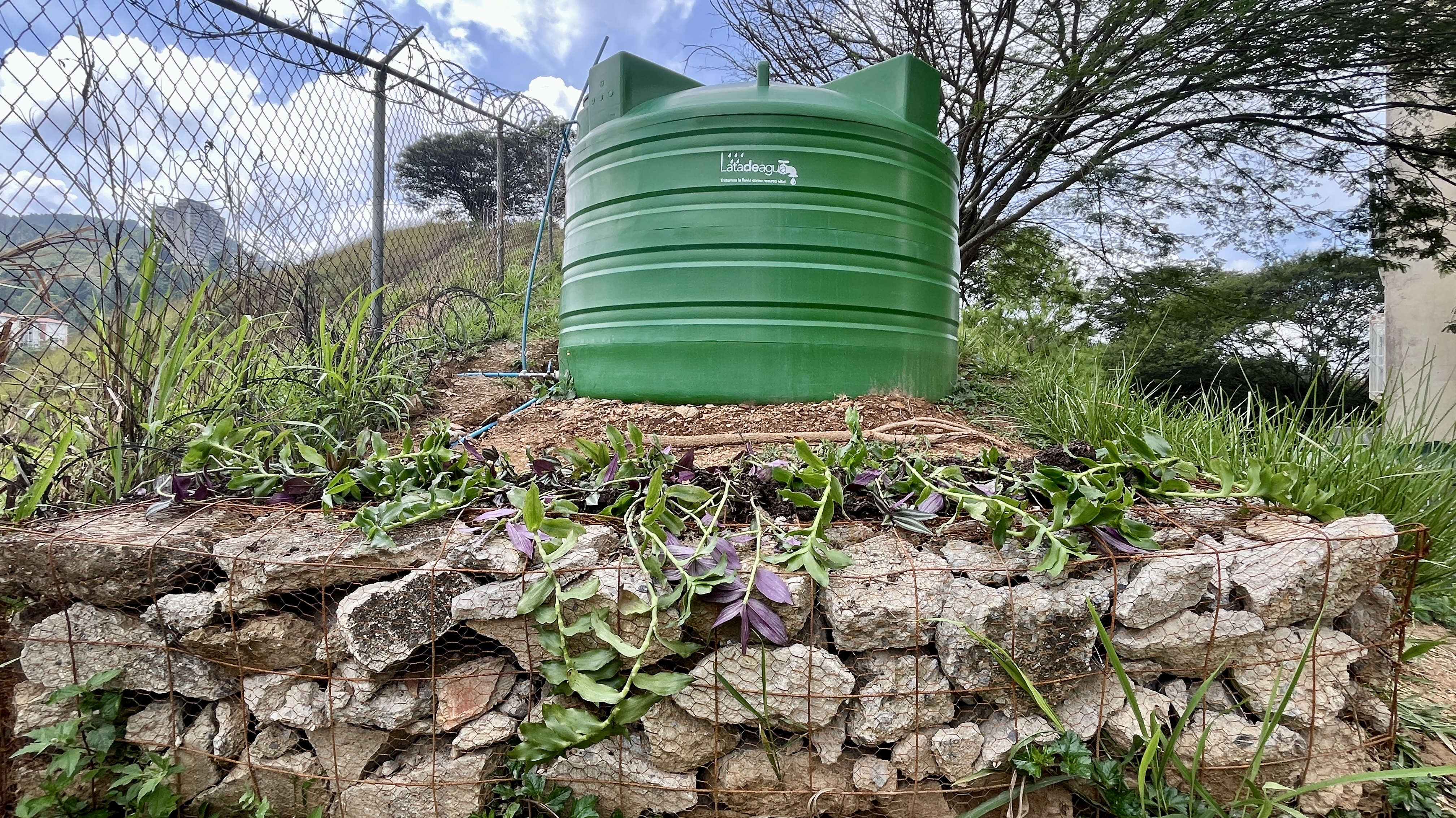 Common Forest La Palomera