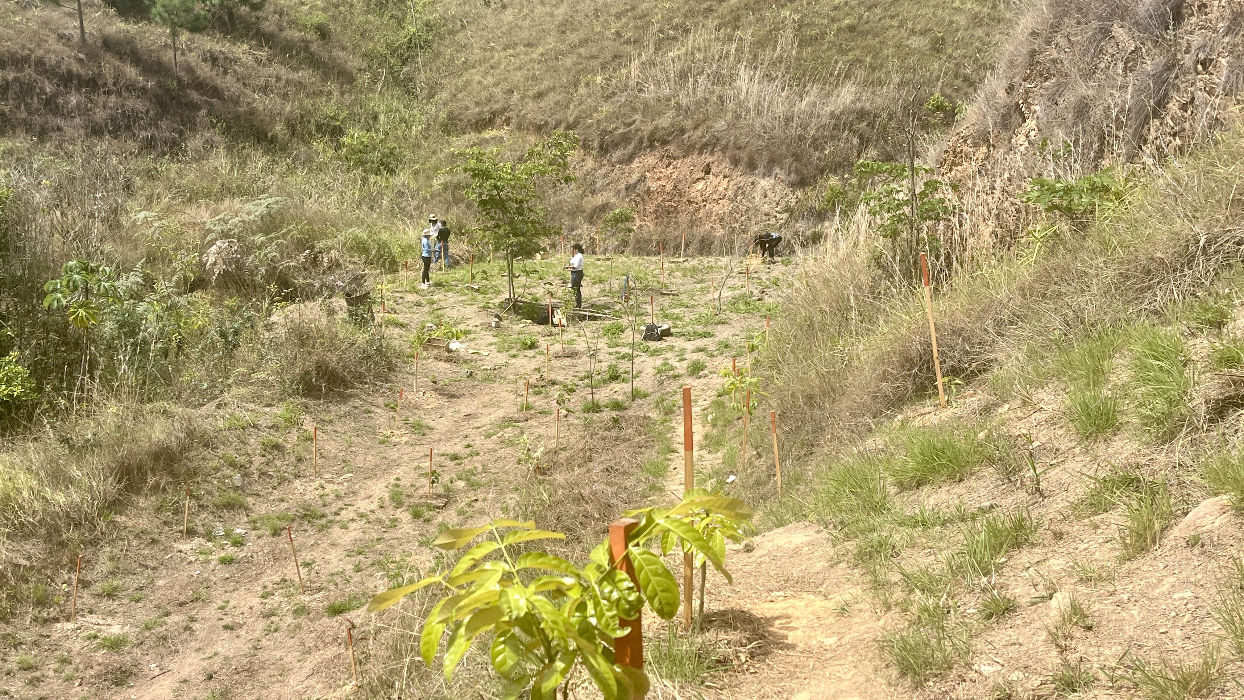Common Forest La Palomera