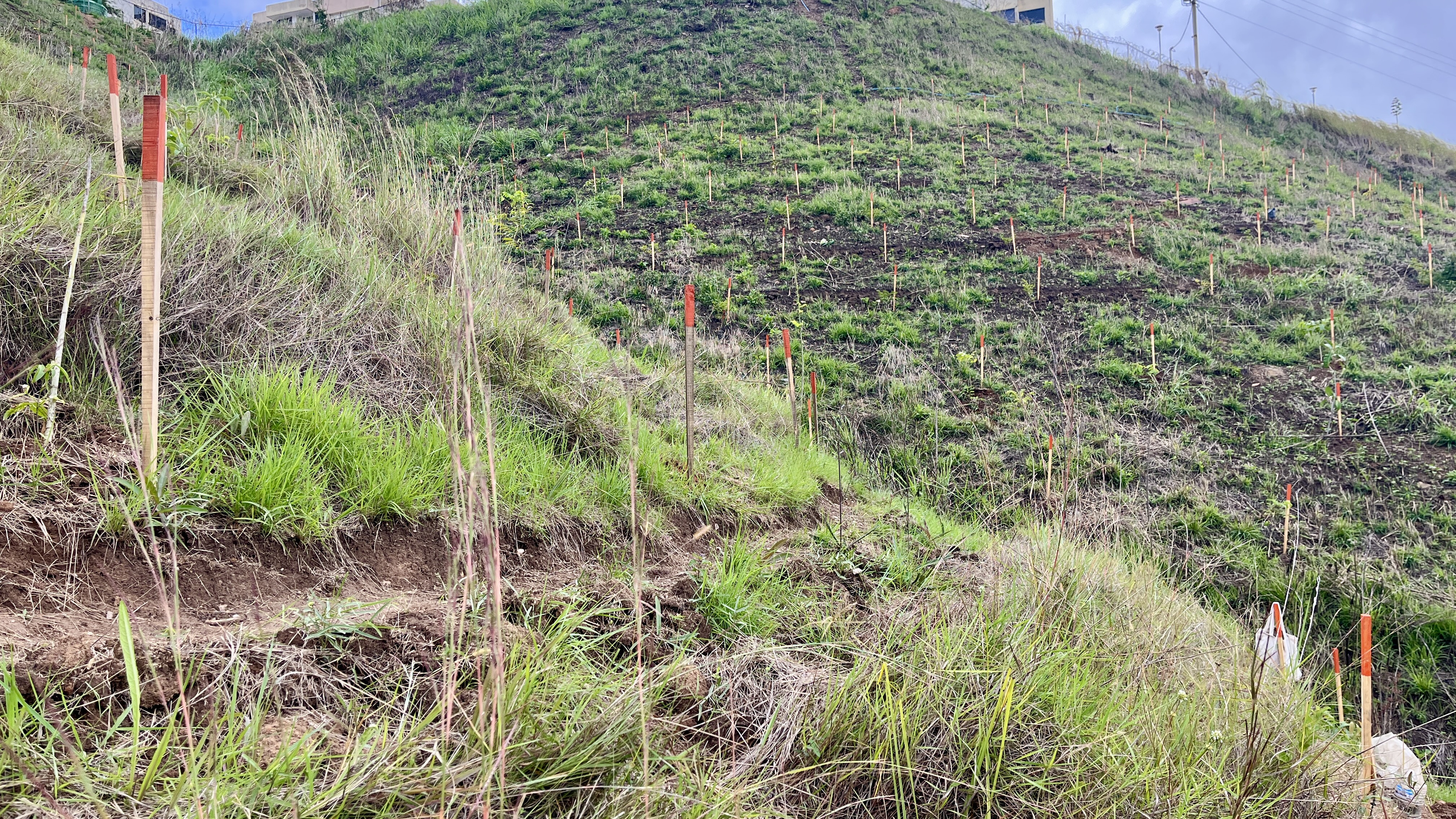 Common Forest La Palomera