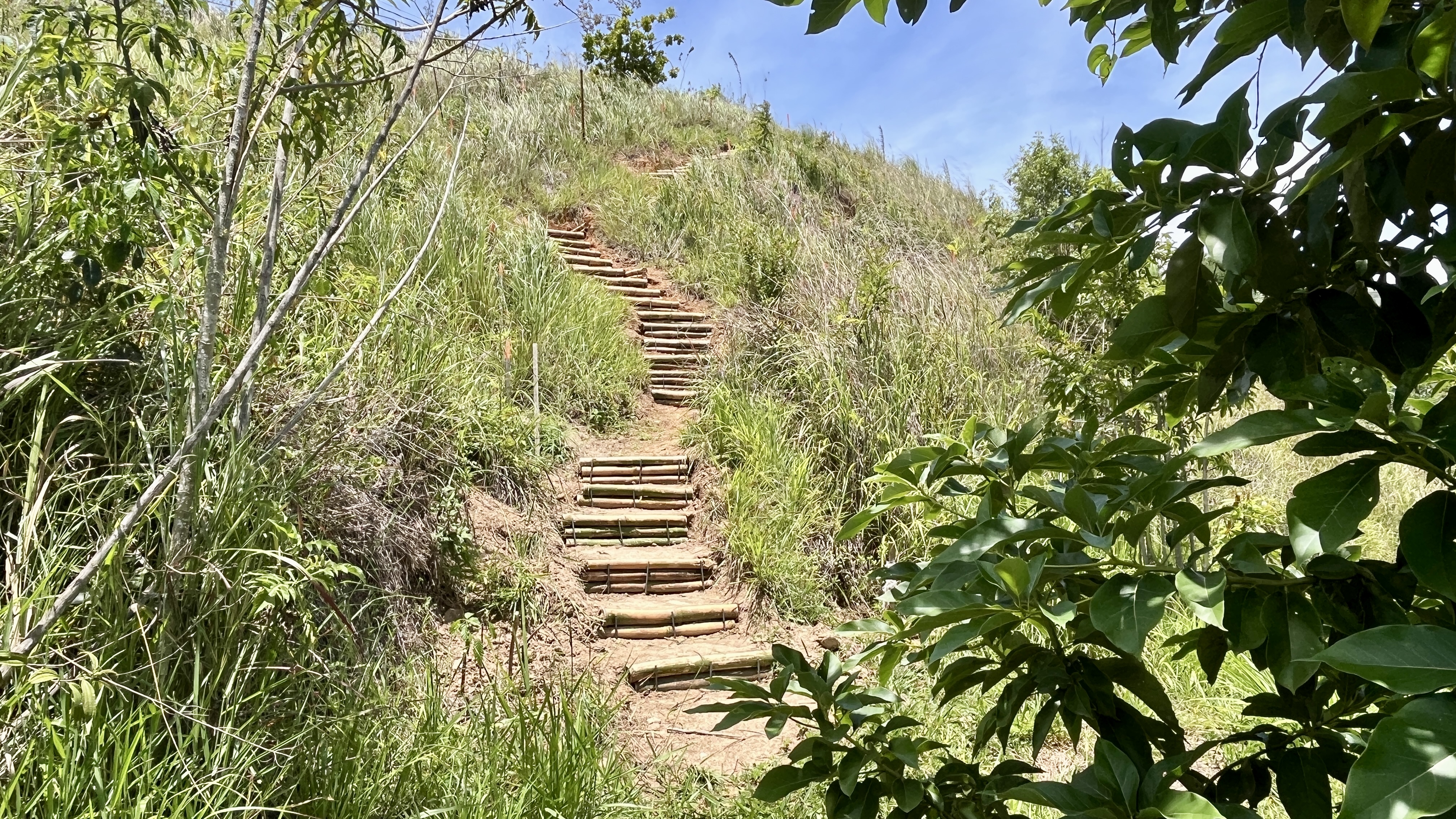 Common Forest La Palomera