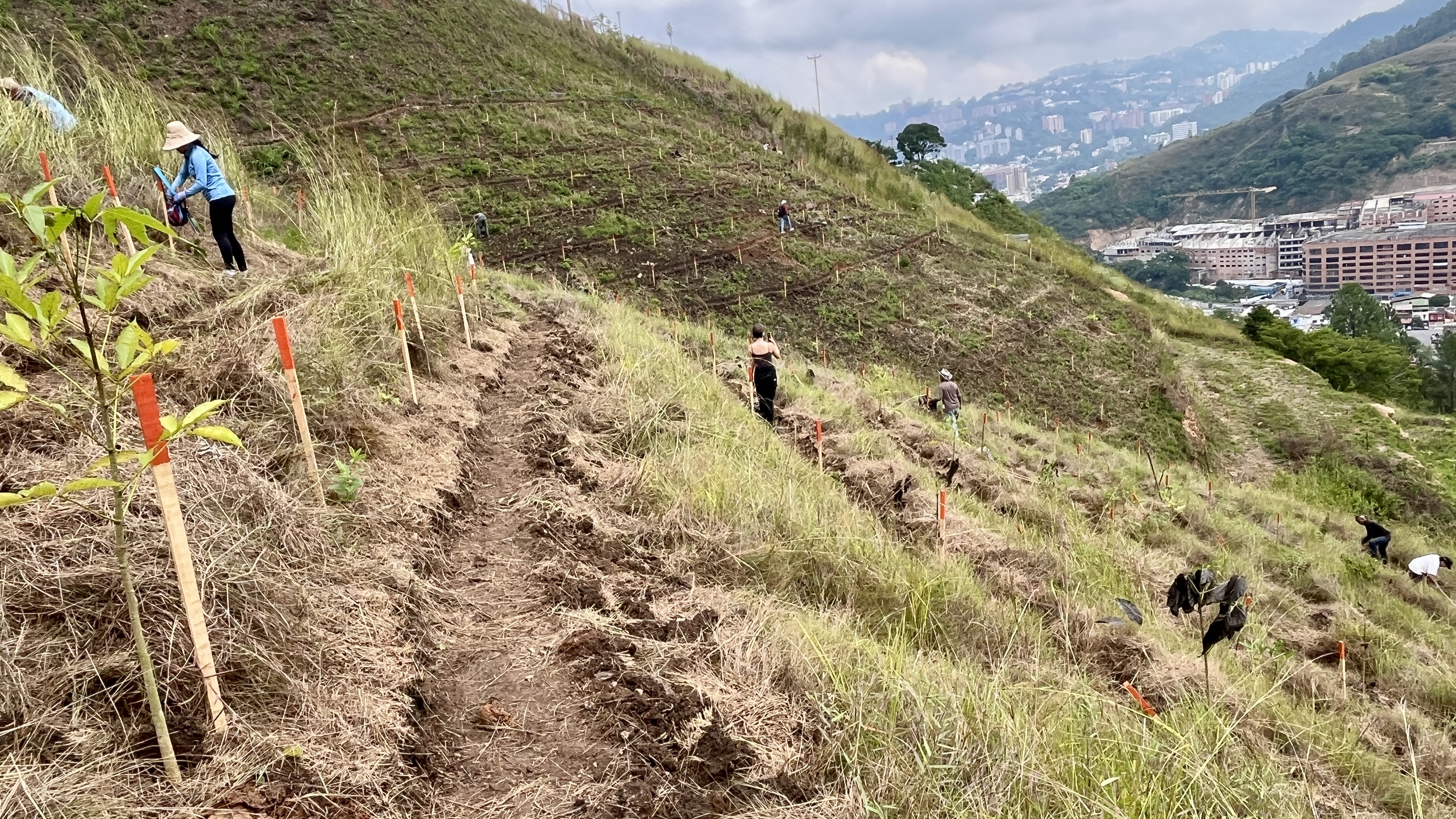 Common Forest La Palomera