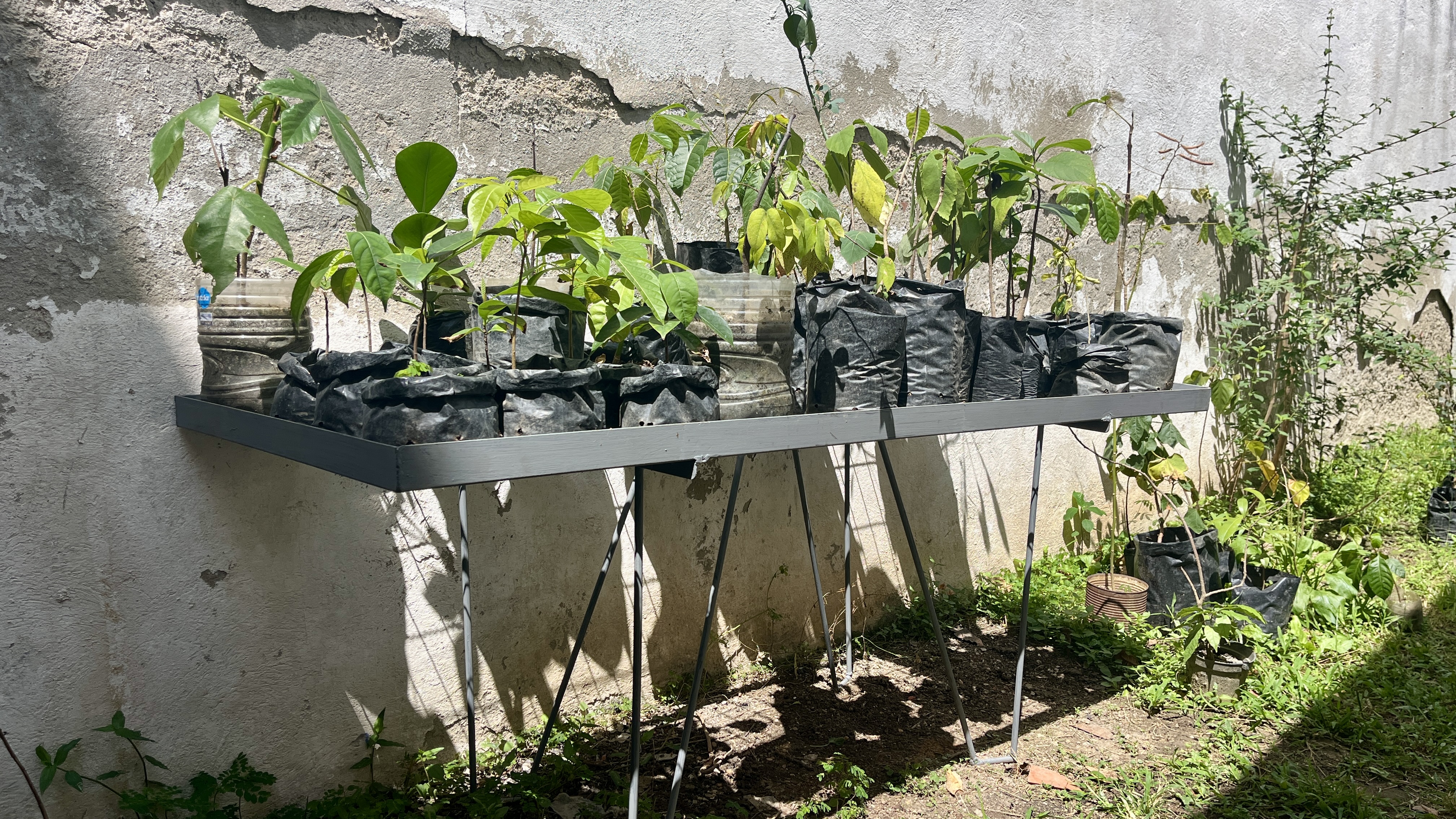 Common Forest La Palomera