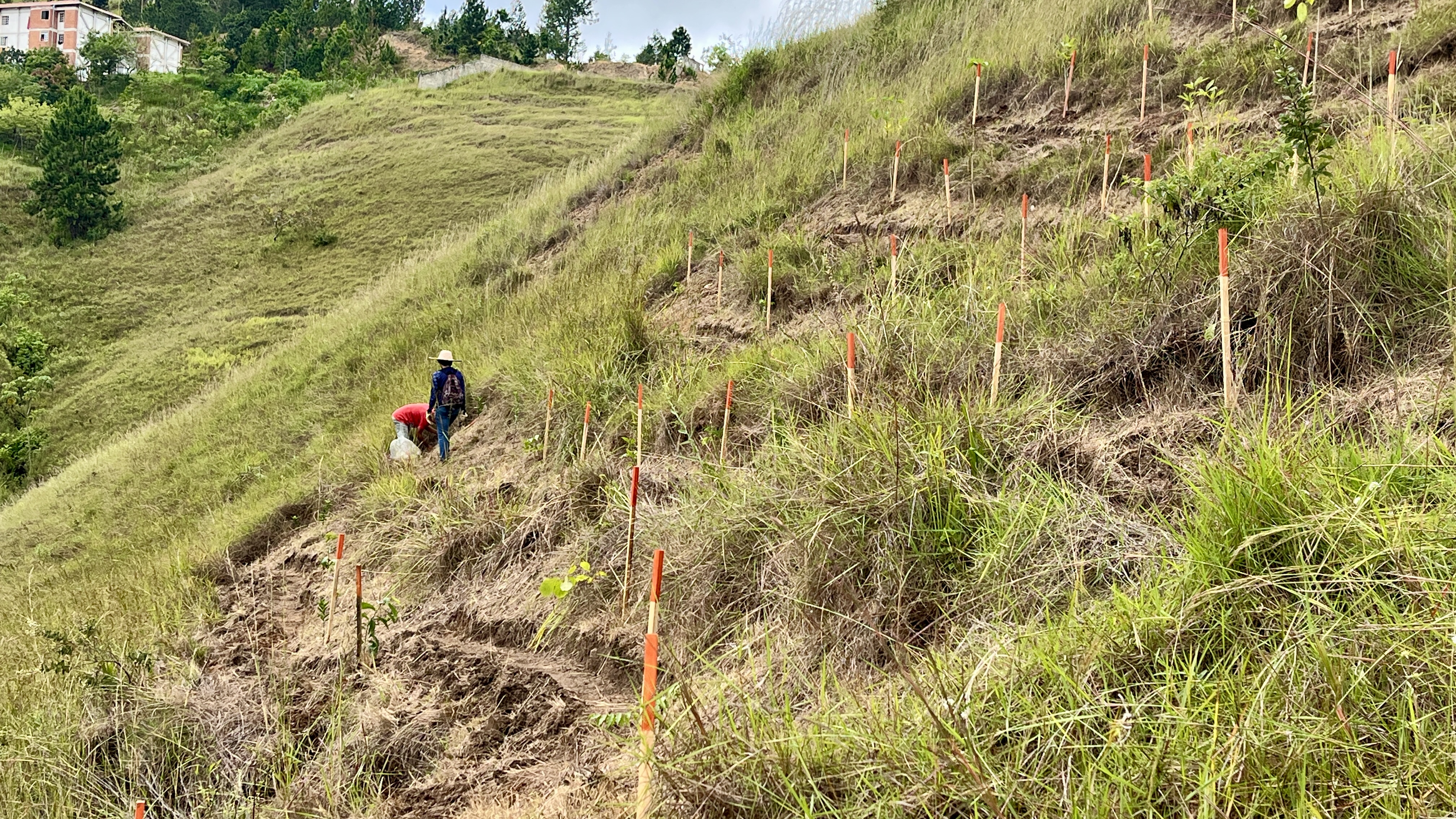 Common Forest La Palomera