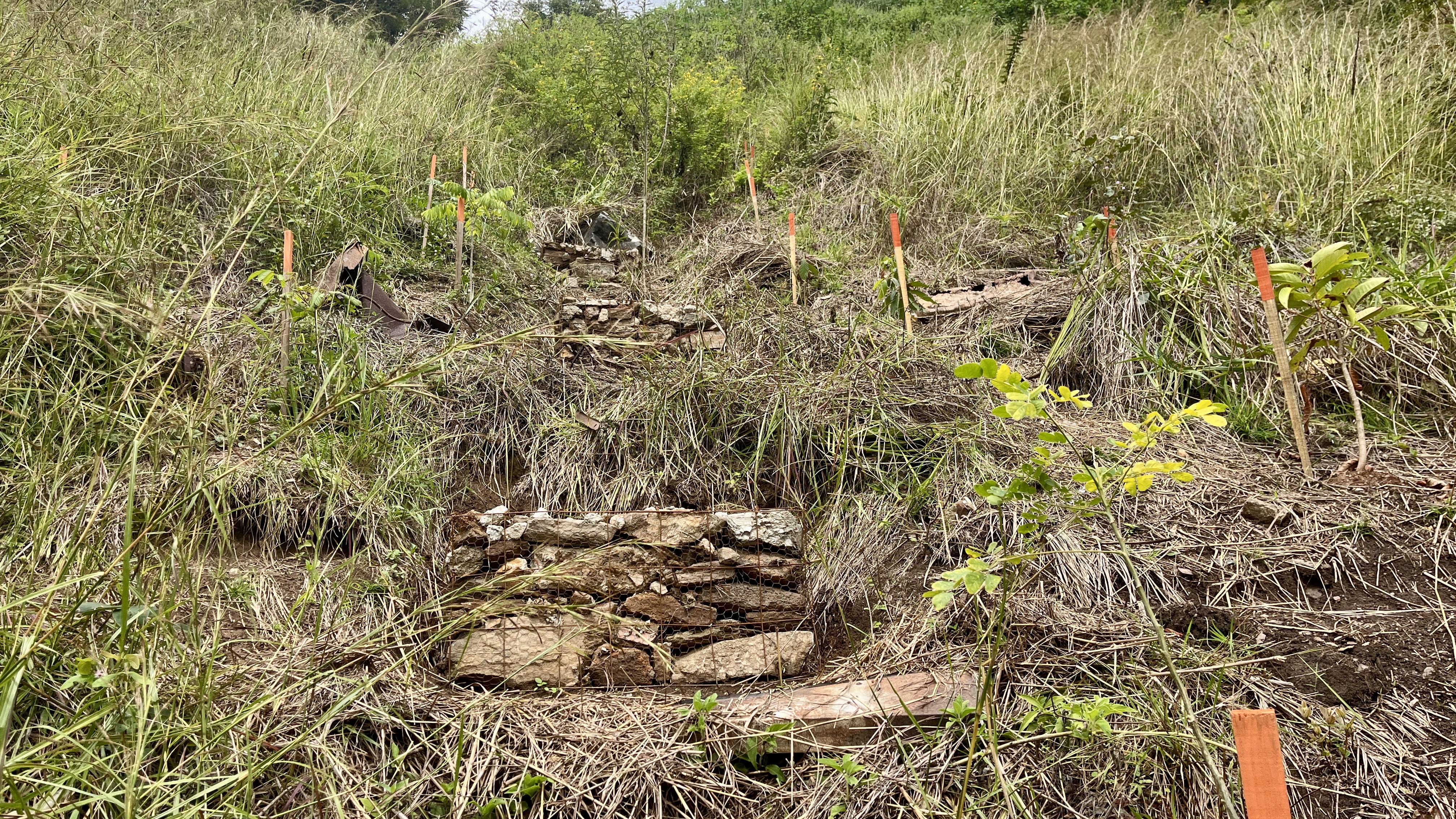 Common Forest La Palomera