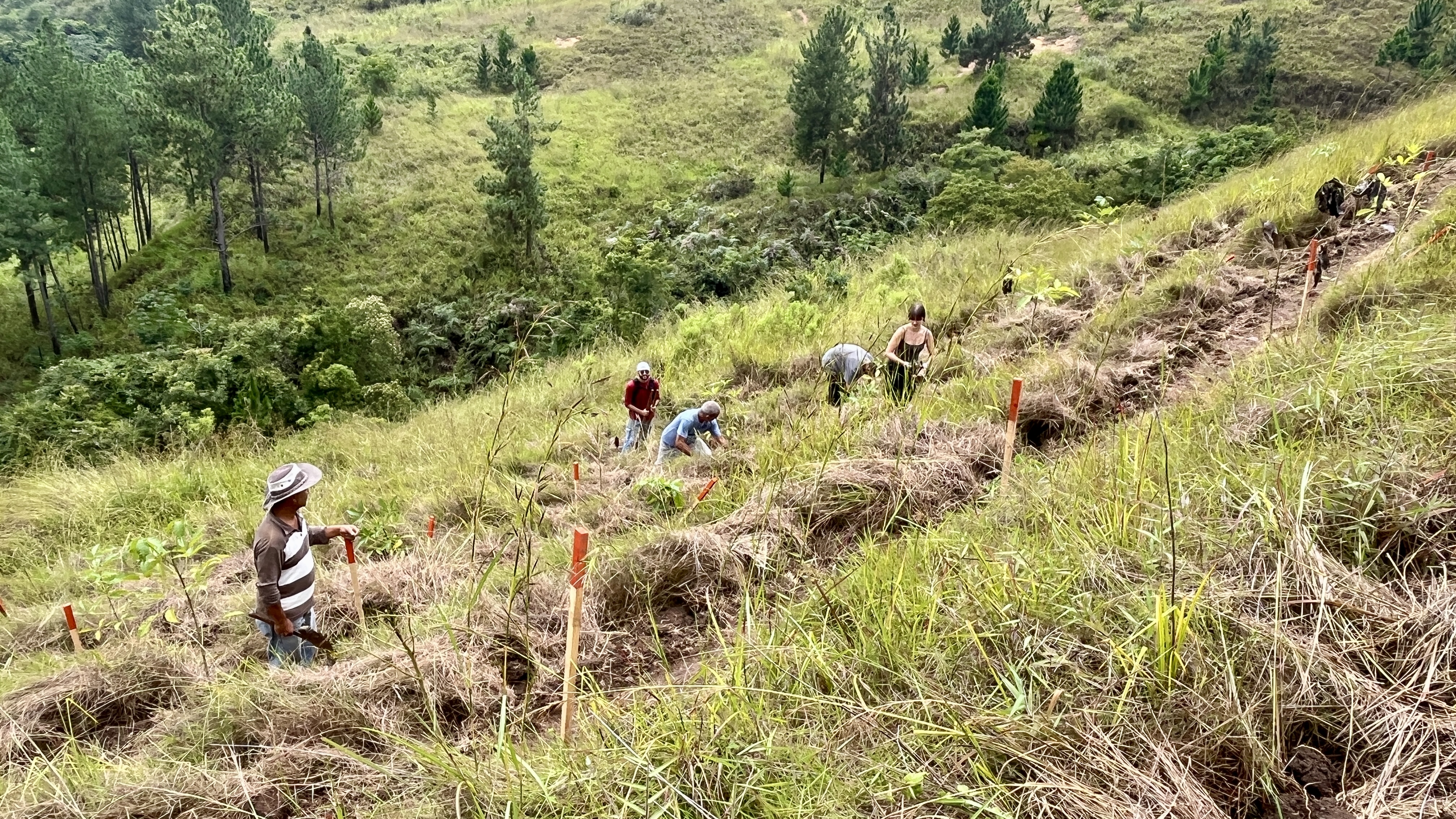 Common Forest La Palomera